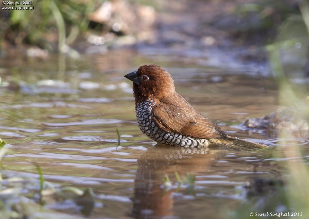 Scaly-breasted Muniaadult, identification, Behaviour