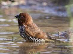 Scaly-breasted Munia