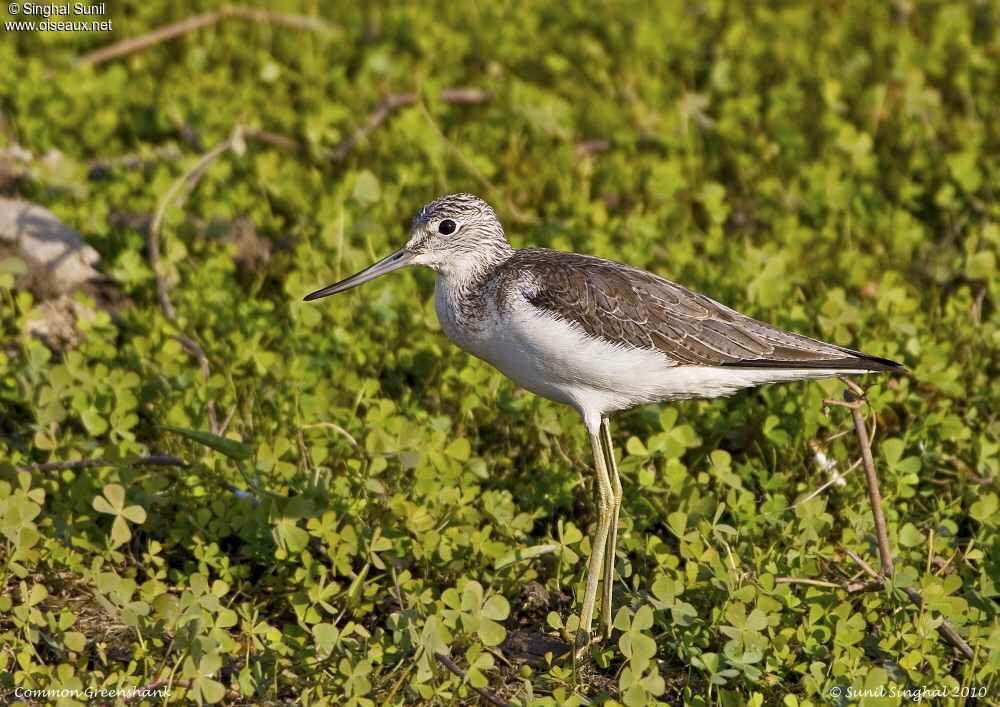 Common Greenshankadult, identification