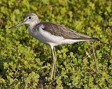 Common Greenshank