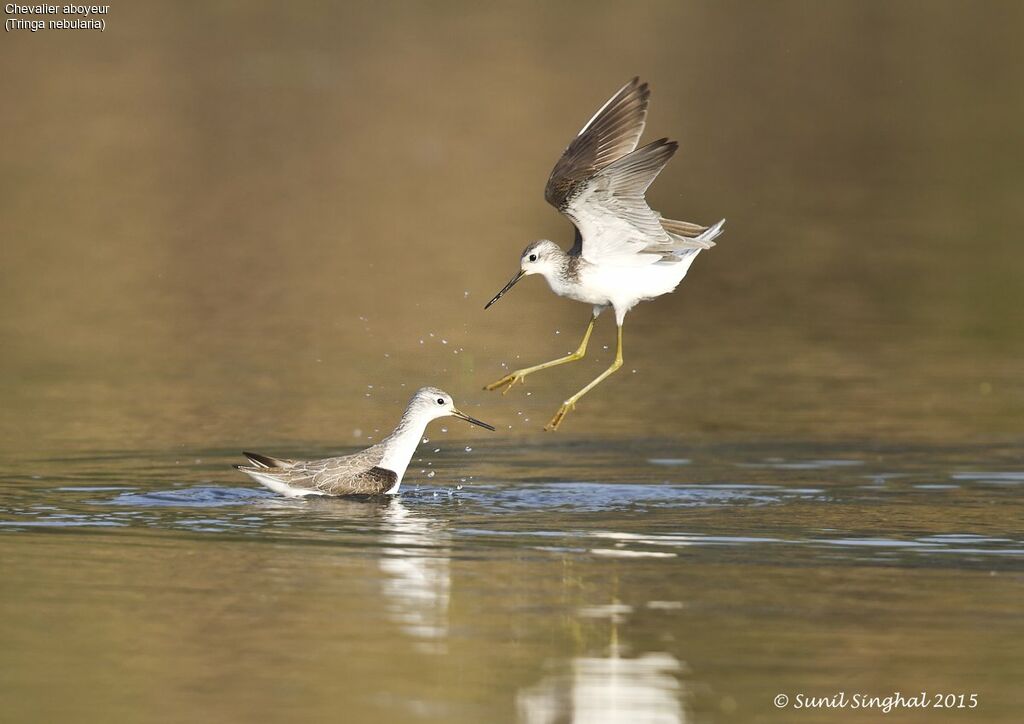 Common Greenshankadult, Behaviour