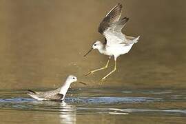 Common Greenshank