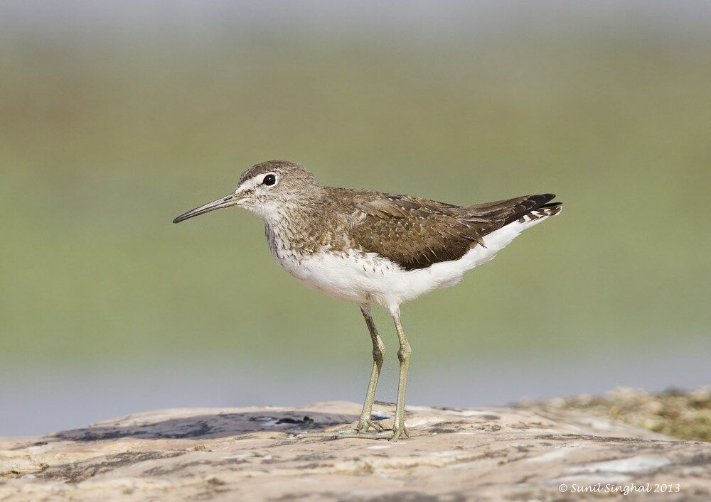 Green Sandpiper