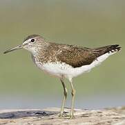 Green Sandpiper