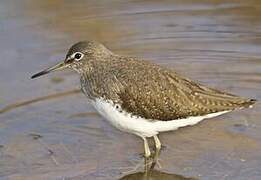 Green Sandpiper