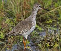 Common Redshank