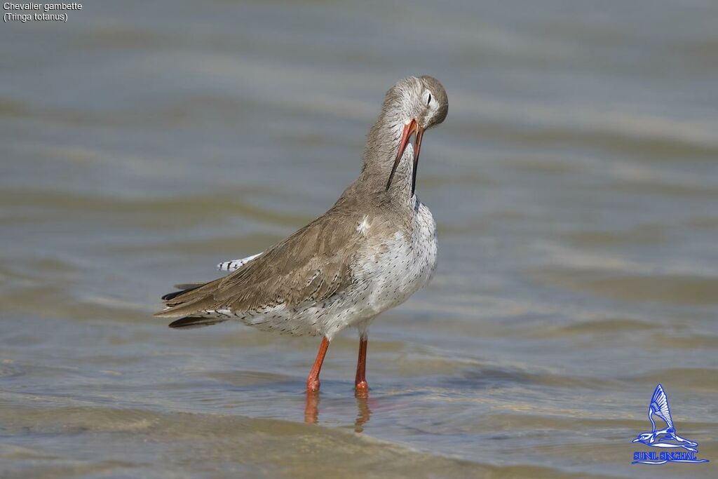 Common Redshank