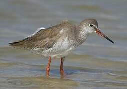 Common Redshank