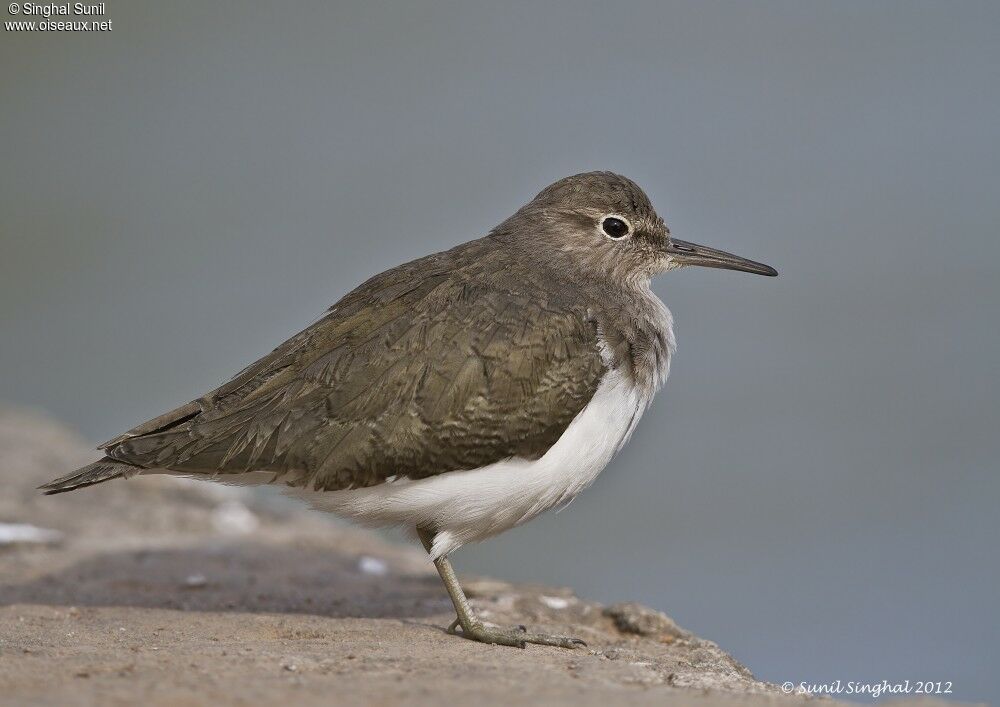 Common Sandpiper