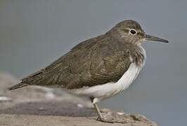 Common Sandpiper