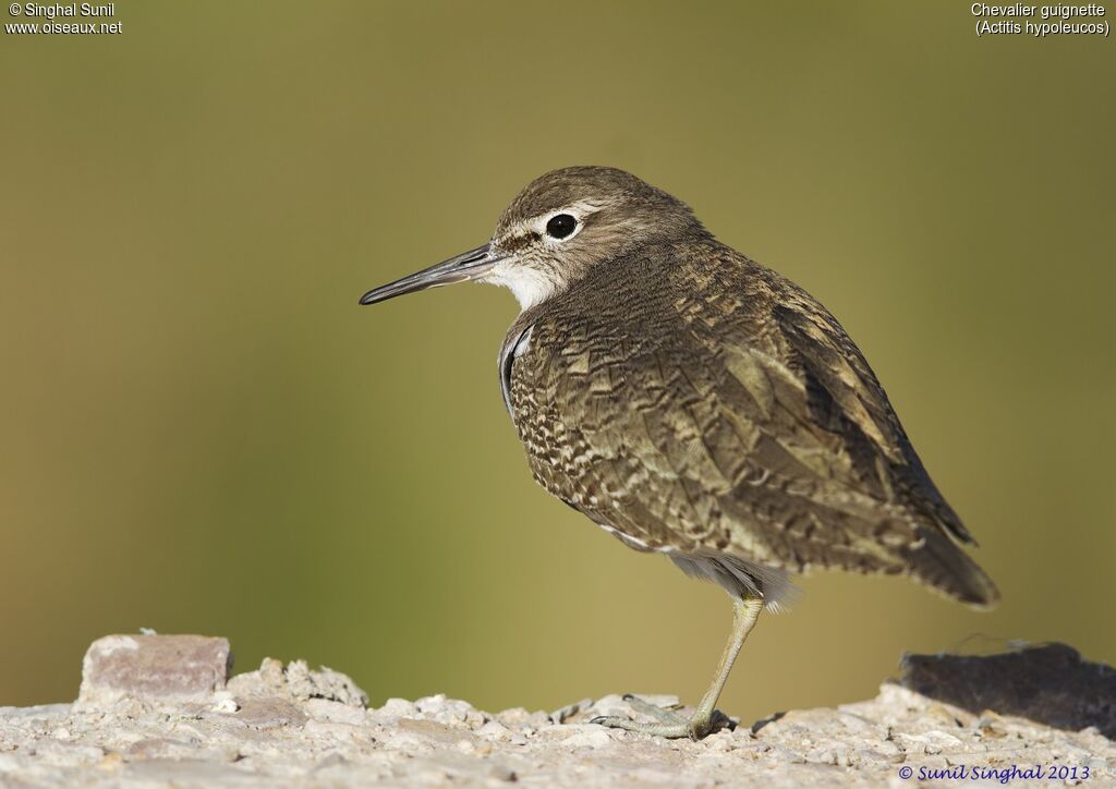 Common Sandpiperadult, identification