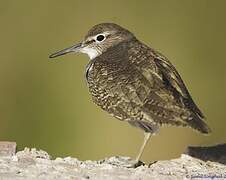 Common Sandpiper