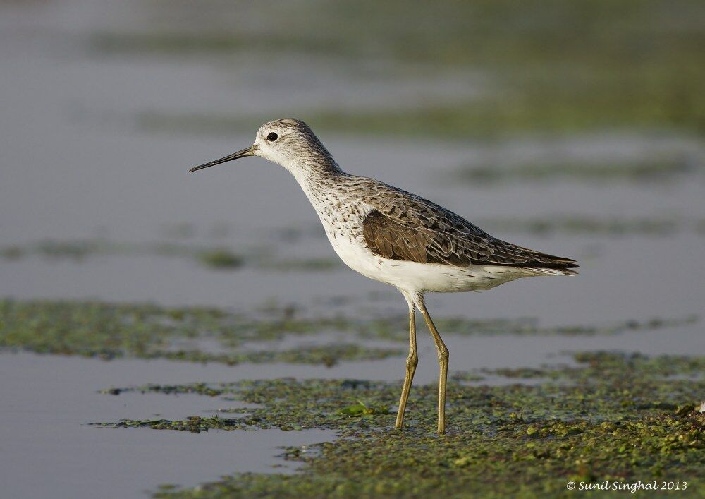 Marsh Sandpiper