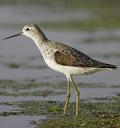 Marsh Sandpiper