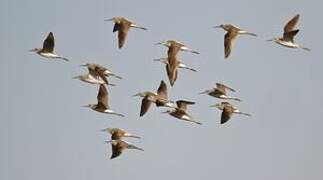 Marsh Sandpiper