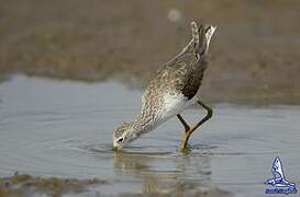 Marsh Sandpiper