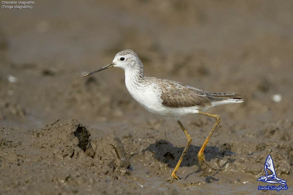 Chevalier stagnatile, identification, portrait