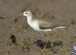 Marsh Sandpiper