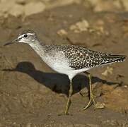 Wood Sandpiper