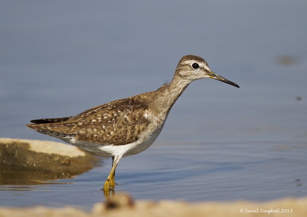 Wood Sandpiper