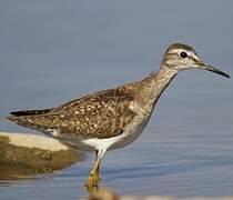 Wood Sandpiper