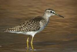 Wood Sandpiper