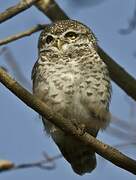 Spotted Owlet