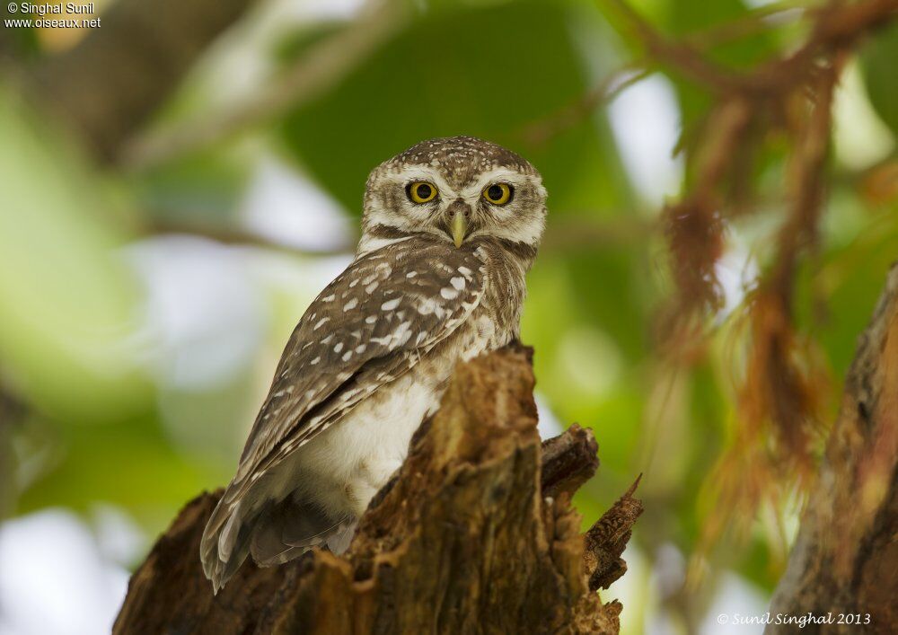 Spotted Owletadult, identification