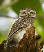 Spotted Owlet