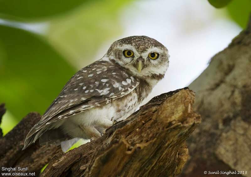 Spotted Owlet - Athene brama adult - sisu140482