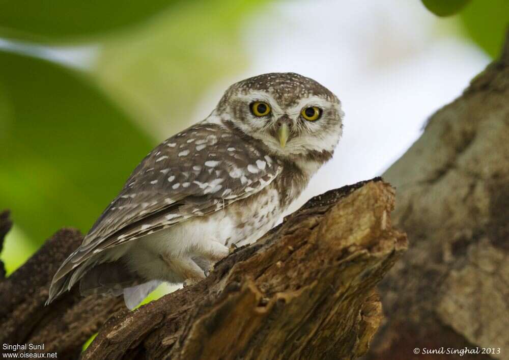 Spotted Owletadult, identification