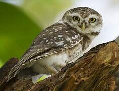 Spotted Owlet