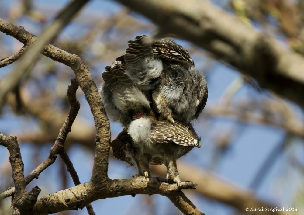 Asian Barred Owlet