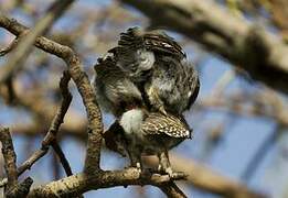 Asian Barred Owlet