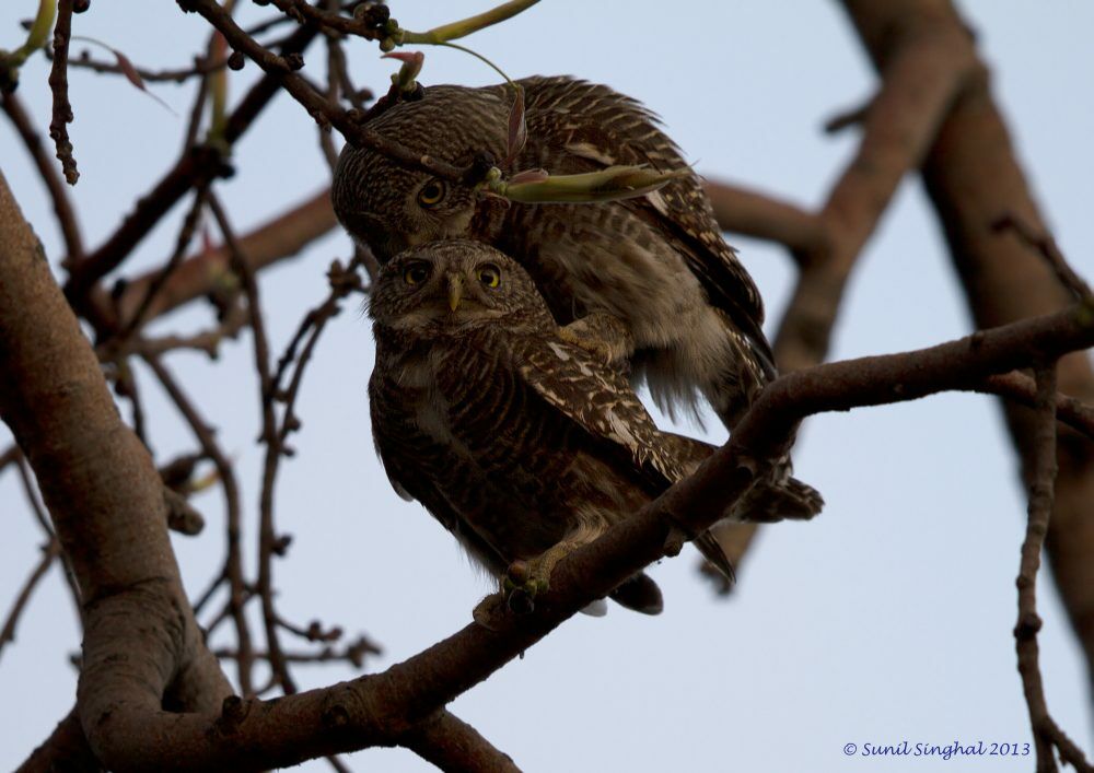 Asian Barred Owlet