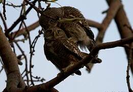 Asian Barred Owlet