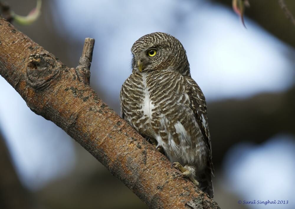 Asian Barred Owlet