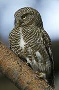 Asian Barred Owlet