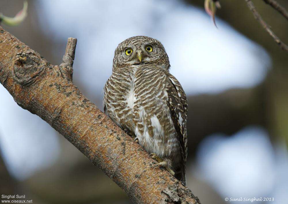 Asian Barred Owlet, identification