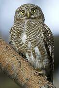 Asian Barred Owlet