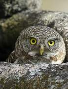 Asian Barred Owlet