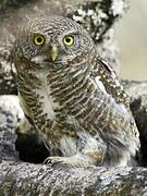 Asian Barred Owlet