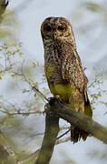 Mottled Wood Owl