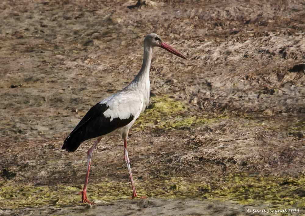 White Stork