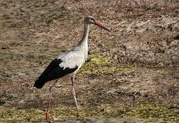 Cigogne blanche