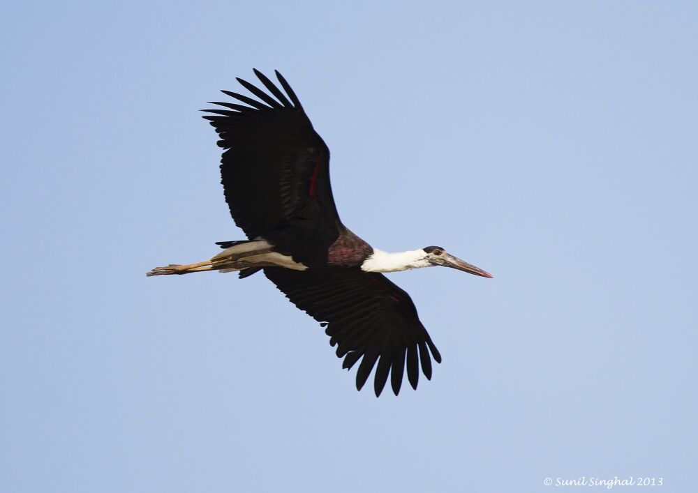 Woolly-necked Stork