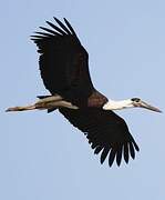 Asian Woolly-necked Stork