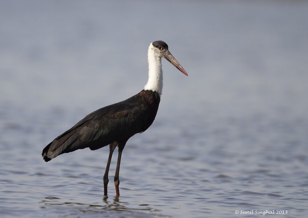 Asian Woolly-necked Stork