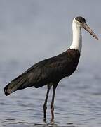 Woolly-necked Stork