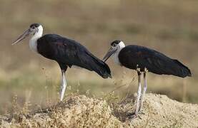 Woolly-necked Stork